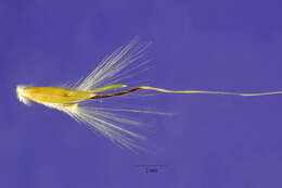 صورة Bothriochloa hybrida (Gould) Gould