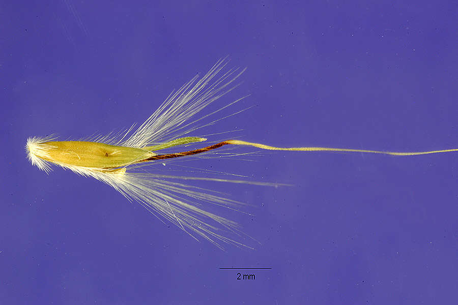 صورة Bothriochloa hybrida (Gould) Gould