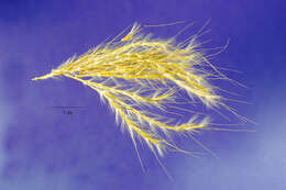 صورة Bothriochloa hybrida (Gould) Gould