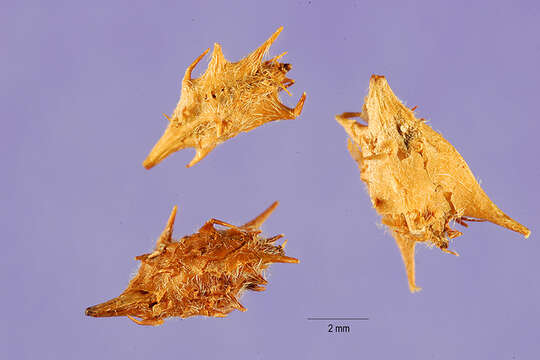 Слика од Acaena pinnatifida Ruiz & Pav.