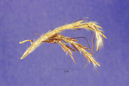 Image of sweetpitted grass