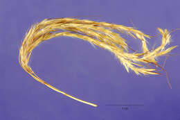 صورة Bothriochloa bladhii (Retz.) S. T. Blake