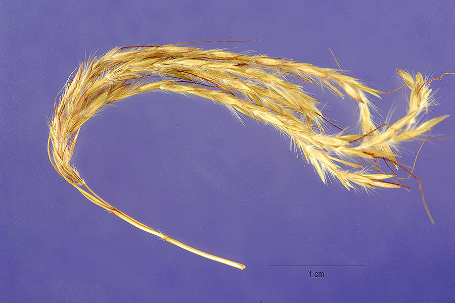 Image of Caucasian bluestem