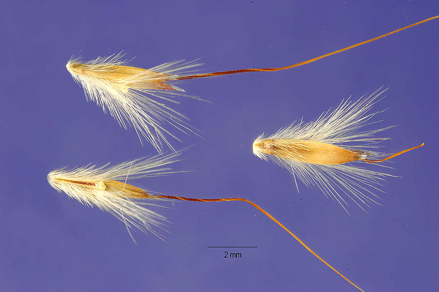 Image of yellow bluestem