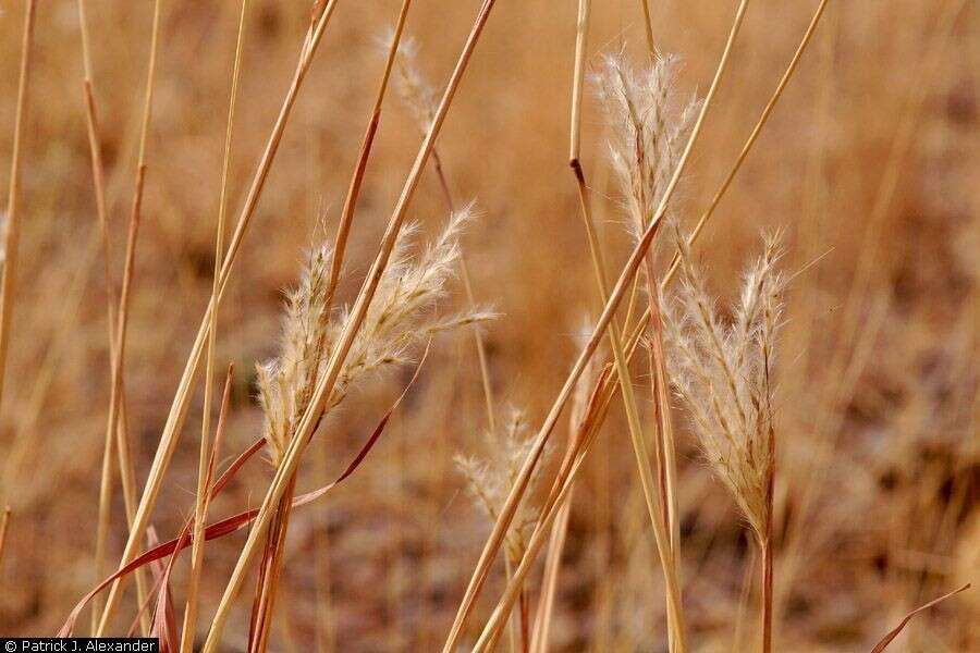 صورة Bothriochloa laguroides (DC.) Herter