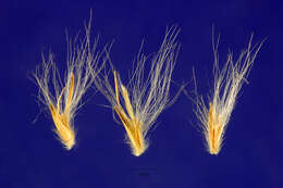 صورة Bothriochloa laguroides (DC.) Herter