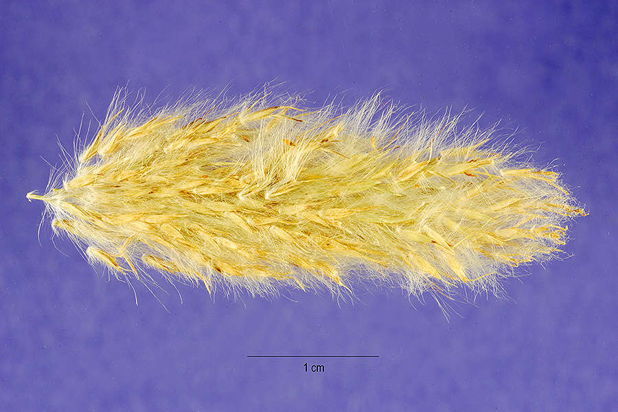 صورة Bothriochloa laguroides (DC.) Herter