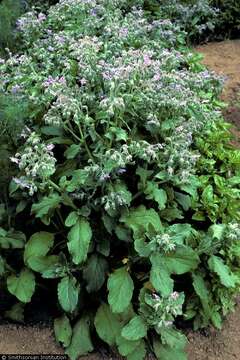 Image of borage