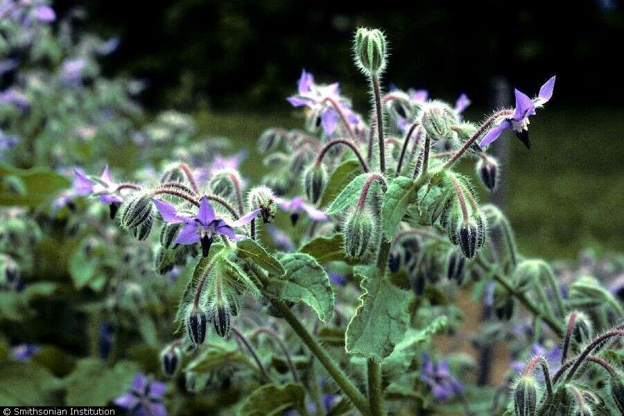 Image of borage