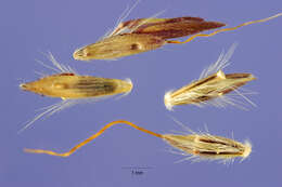 Image of pitted beardgrass