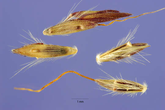 Слика од Bothriochloa pertusa (L.) A. Camus