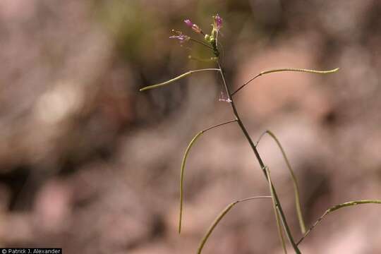 Image of perennial rockcress