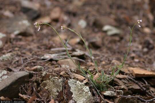 Image of perennial rockcress