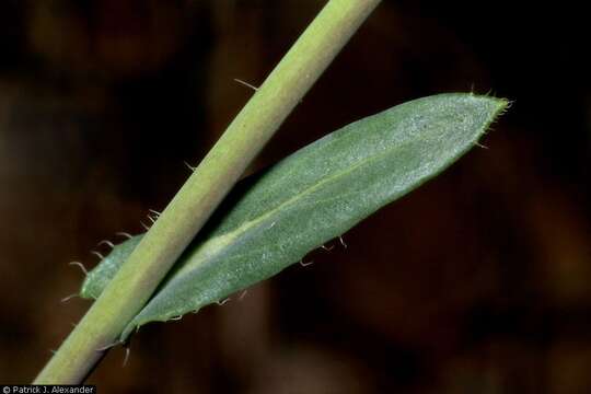 Sivun Boechera perennans (S. Watson) W. A. Weber kuva