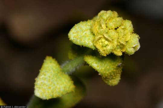 Image of perennial rockcress