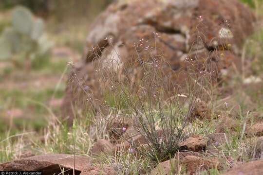 Image of perennial rockcress