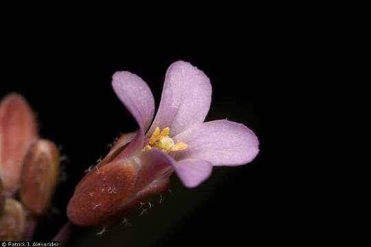 Image of perennial rockcress