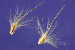 صورة Bothriochloa saccharoides (Sw.) Rydb.