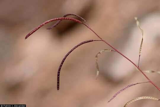 Image of Selby's rockcress