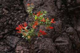 Image of firecrackerbush