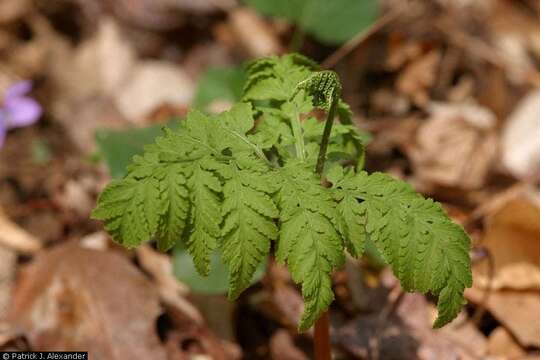 Image of rattlesnake fern