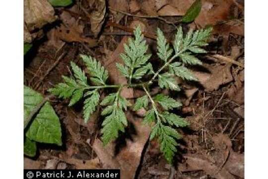 Image of rattlesnake fern