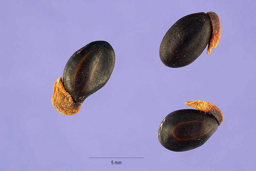 Слика од Acacia podalyriifolia A. Cunn. ex G. Don