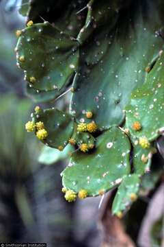 Image of Brazilian pricklypear