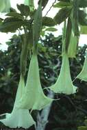 Image de Brugmansia arborea (L.) Steud.