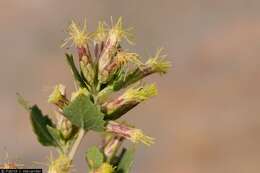 Image of California brickellbush