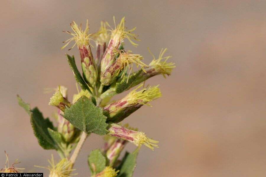 Image of California brickellbush