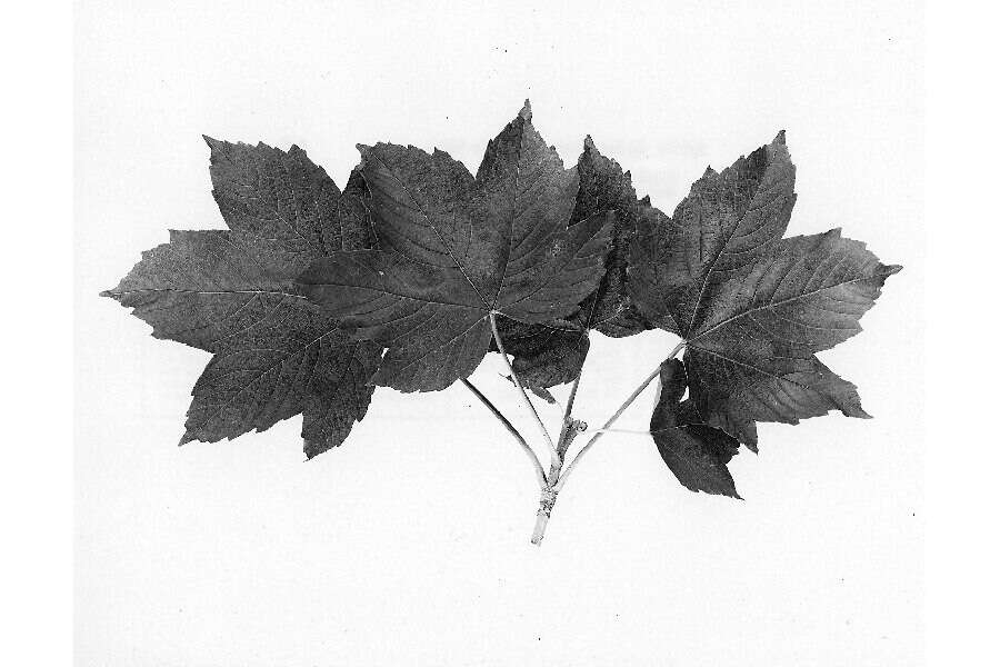 Image of sycamore maple