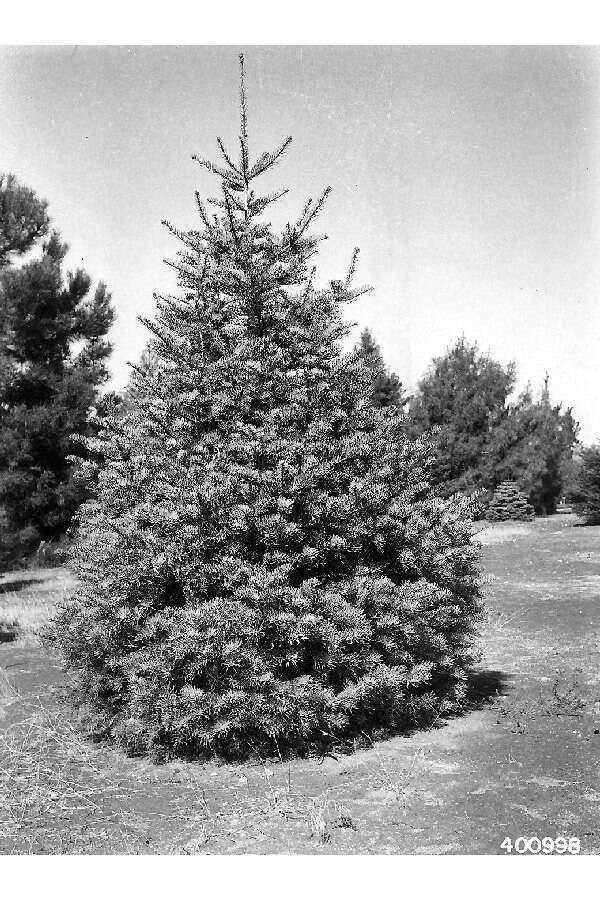 Image of white fir