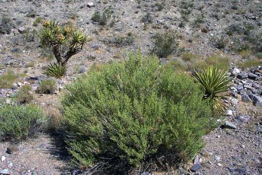 Image of desert brickellbush