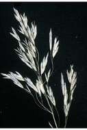 Imagem de Bromus ciliatus var. ciliatus