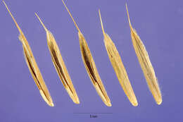 Image of erect brome