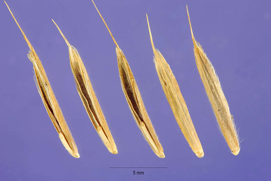 Image of erect brome