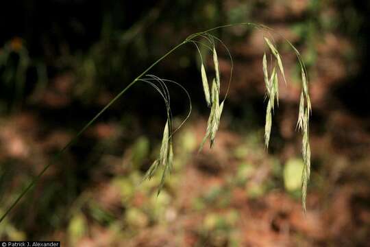 Plancia ëd Bromus frondosus (Shear) Wooton & Standl.