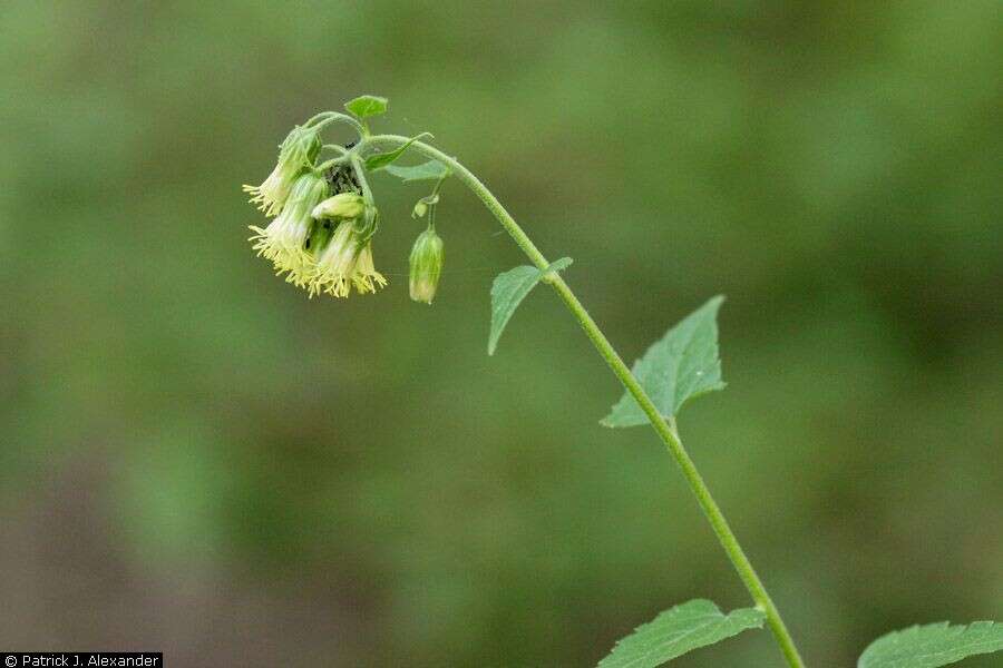 Image of tasselflower brickellbush