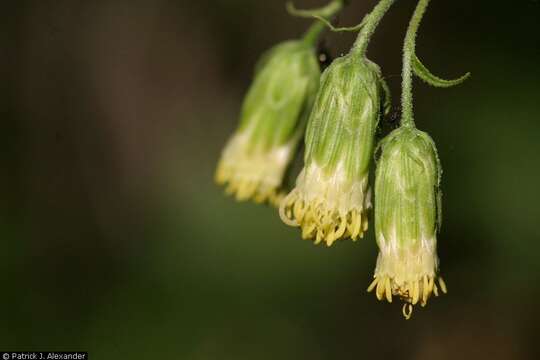 Image de Brickellia grandiflora (Hook.) Nutt.