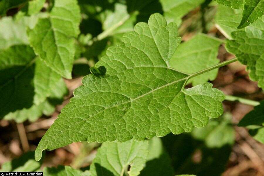 Image of tasselflower brickellbush