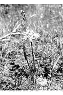 Image of white brodiaea