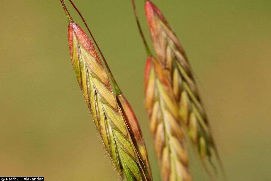 Image of field brome