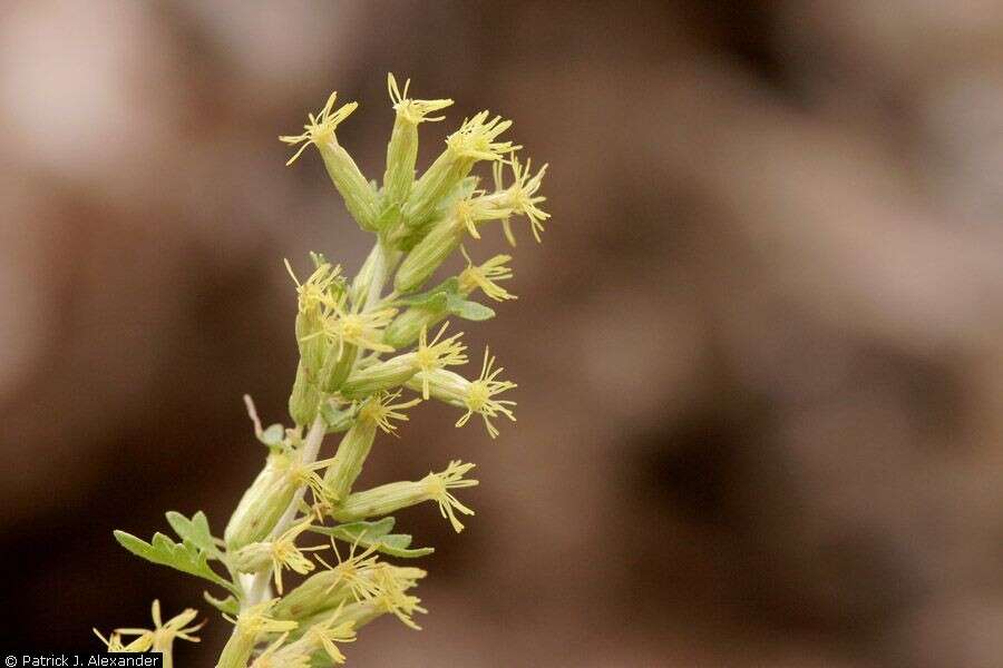 Image of splitleaf brickellbush