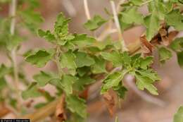 Image of splitleaf brickellbush