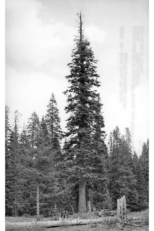 Image of white fir