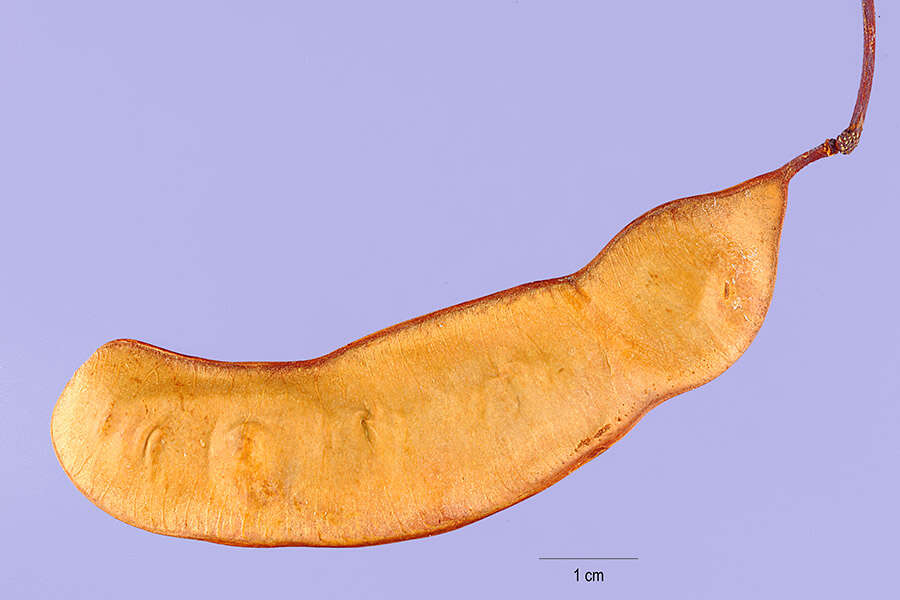 Image of roundflower catclaw