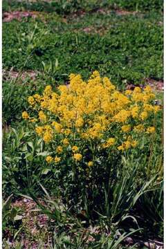 Image of black mustard