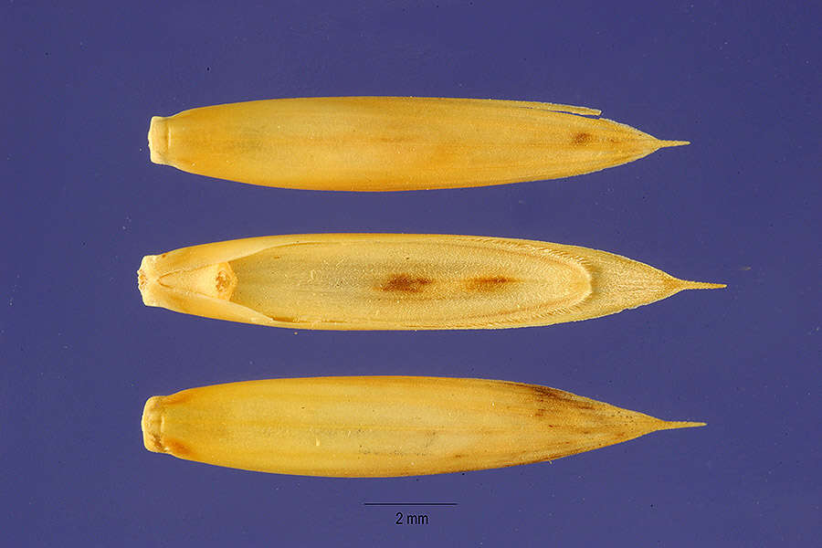 Image of thinleaf false brome