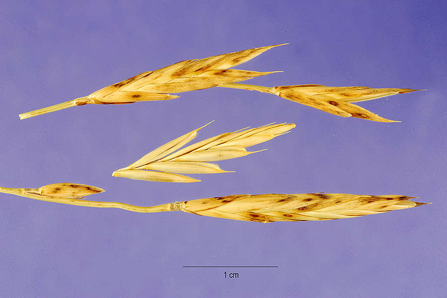 Слика од Brachypodium phoenicoides (L.) Roem. & Schult.